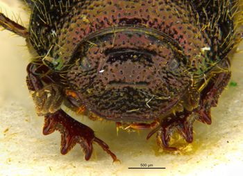 Media type: image;   Entomology 36155 Aspect: head frontal view